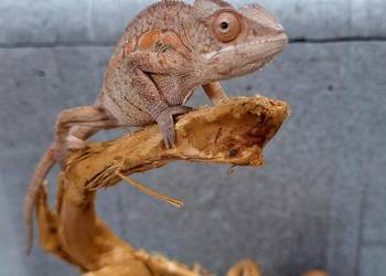 Kameleon lamparci samiec.