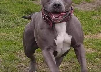 amstaff facebook Instagram blu raj