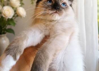 Piękny kocurek Ragdoll gotowy do odbioru