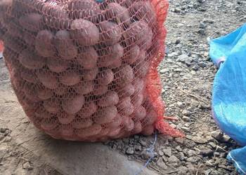 Ziemniaki sadzeniaki Soraya