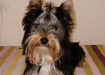 Yorkshire Terrier