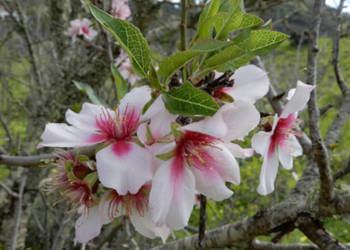 MIGDAŁOWIEC POSPOLITY  Prunus amygdalus - NASIONA 100g