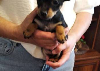 Pinczer miniaturowy szczeniaki pieski i suczki gotowe do odbioru