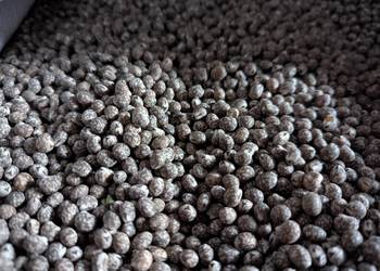 Łubin gorzki Karo nie pryskany do siewu