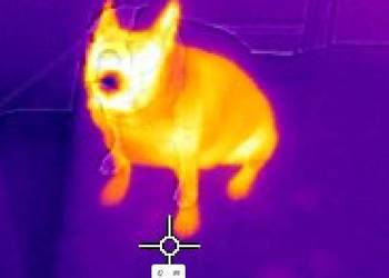 Lokalizacja zaginionych zwierząt kamerą termowizyjną, Wrocław, cennik