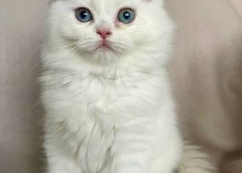 Koty perskie, kot perski, pers