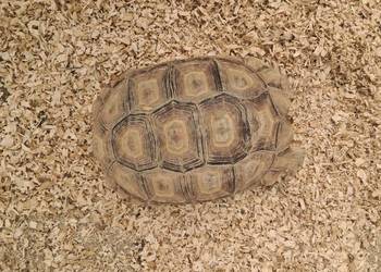 Żółw Pustynny Sulcata 23 cm | transport cała Polska