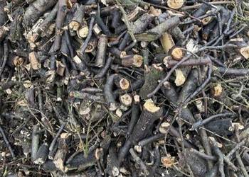 Zrębki drzew / opał