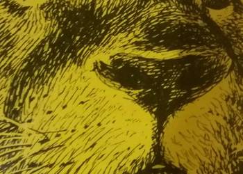 Grzmek - Serenget ne może umrzeć Bernhard i Michael Grzimek