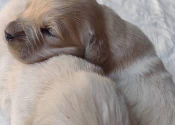 Golden Retriever szczeniaki  ZKwP/FCI suczka