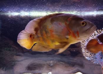 Pielegnica Pawiooka plus Zrojniki