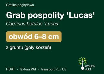 Grab pospolity 'Lucas' obwód 6-8 cm, z gruntu – HURT