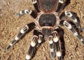 Acanthoscurria geniculata L2/3 pakiet 3 szt