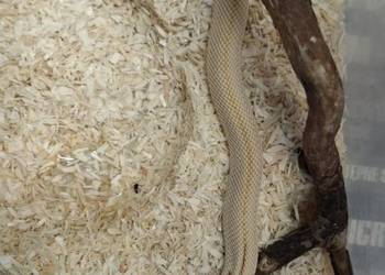 Heterodon zachodni (Heterodon nasicus)