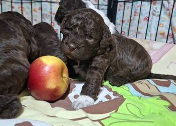 Lagotto romagnolo suczki i piesek metryka zkwp