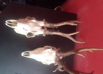 Kozły poroże  zamienię