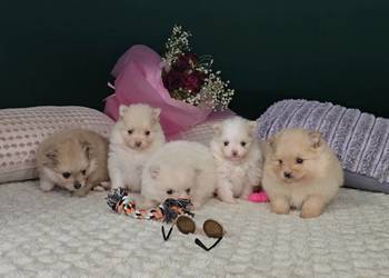 Pomeranian szuka domu, sunia i samczyk