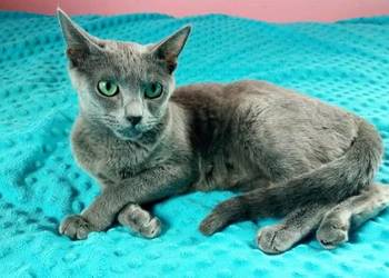Kotka rosyjska niebieska do płatnej adopcji