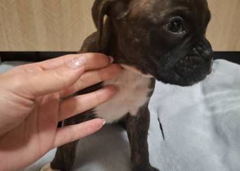 Szczeniaki rasy bokser