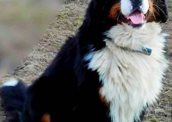 Berneński pies pasterski