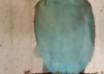 Aleksandretta samica