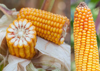 Materiał siewny kukurydza SM Ułan FAO 270