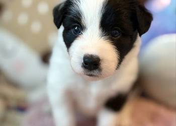Szczenięta Border Collie FCI po przebadanych rodzicach