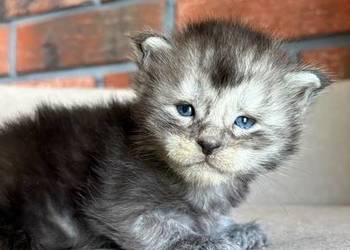 Maine Coon - Oreo