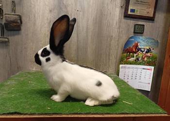 Olbrzym srokacz czarny