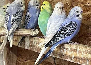 Papugi faliste tęczowe