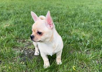 CHIHUAHUA PIĘKNA KREMOWA SUNIA