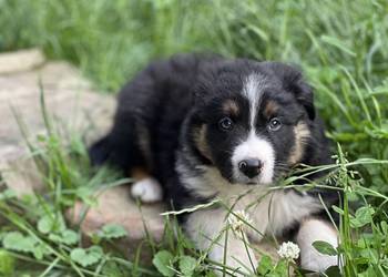 Piesek Border Collie