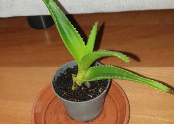 Aloes, zielony, roślina rosnąca