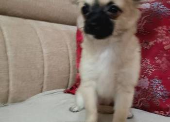 Chihuahua z rodowodem