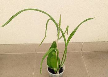 Epiphyllum.Epifilum. Kaktus kwitnący. Epiphyllum.Epifilum. Kaktus kwitnący.