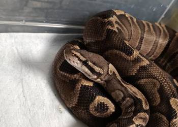 Pyton Królewski (Python Regius) GHI  Samica