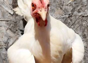 Koguty Leghorn 15 tygodni