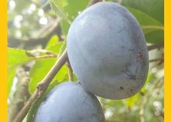 Śliwki węgierki eko bio inpost stara odmiana