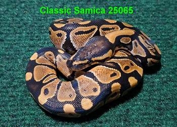 Pyton królewski classic młoda samiczka.