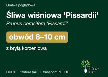 Śliwa wiśniowa 'Pissardii' obwód 8-10 cm, z bryłą – HURT