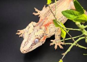 Gekon gargulcowy samiec dorosły