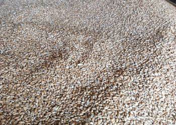 Pszenica patras  po centrali