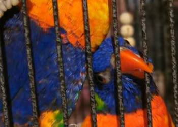 Lorysa Tęczowa dorosła para GADAJĄCA