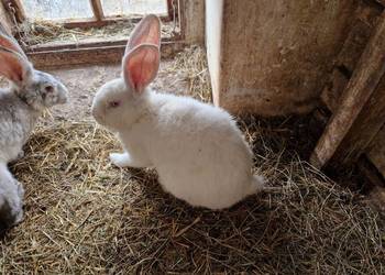 Tuszki królicze młode.