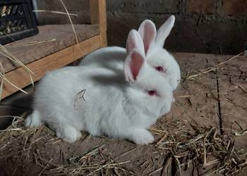 Króliki nw biały,kalifornia