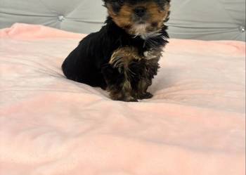 Yorkshire terrier mini