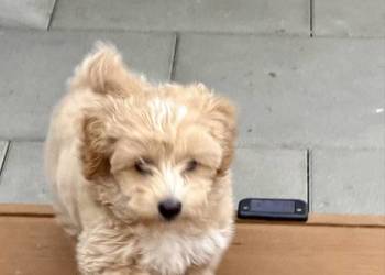 Maltipoo Suczka