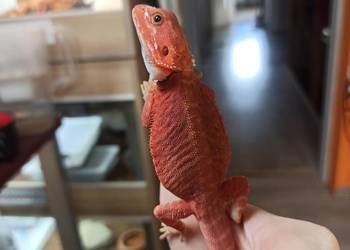 Agama brodata Jaszczurka dla Początkujących