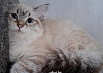 Kotka neva masquerade pręgowana kot syberyjski