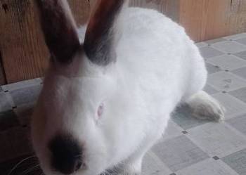 Samiec Kalifornia polecam